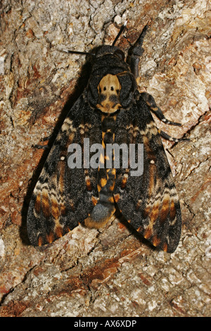 Totenkopfschwärmer Acherontia atropos Banque D'Images