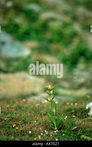 Sur les fleurs sauvages de montagne Muottas Muragl Engadin St. Moritz Grisons Suisse Août 2002 Banque D'Images