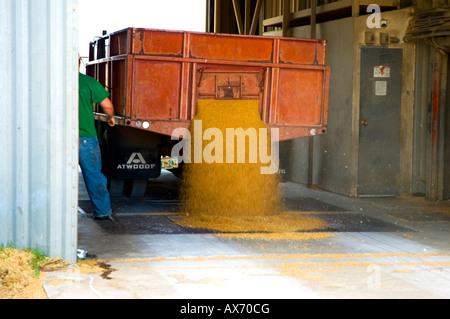 Un dump truck décharge blé à un grainery. Banque D'Images