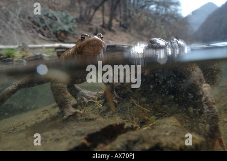 Bufo bufo Crapaud commun homme nuota nager rospo comune maschio subaqueo sottacqua lago S Agostino Piemonte Italia acqua stagno acqui Banque D'Images