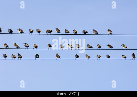 Bruit sur la ligne : des étrions se rassemblent sur des lignes électriques avec un ciel bleu en toile de fond au Royaume-Uni. Banque D'Images