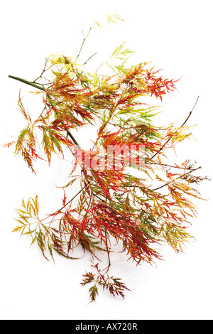 Brindille de l'érable japonais (Acer palmatum dissectum), close-up Banque D'Images