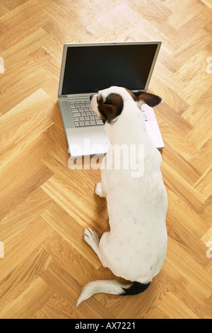 Jack Russell Terrier chien travaillant à la maison avec un ordinateur portable sur mezzanine en bois marbre Banque D'Images