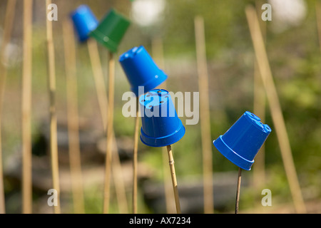 Pots renversés sur cannes comme scarers oiseau sur London England UK GO allotissement Banque D'Images