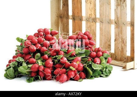 Botte de radis rouge flamboyant (Sabina) Banque D'Images