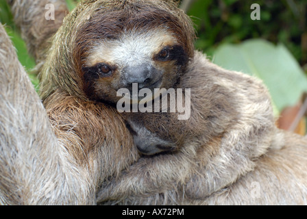 La mère et l'enfant paresseux dans les jungles du Panama. Trois doigts sloth Banque D'Images