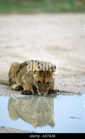 Lion cub ayant une gorgée d'eau tôt le matin, le Parc National d'Etosha en Namibie Banque D'Images