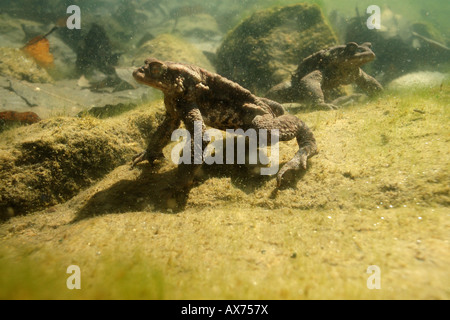 Bufo bufo Crapaud commun homme nuota nager rospo comune maschio subaqueo sottacqua lago S Agostino Piemonte Italia acqua stagno acqui Banque D'Images