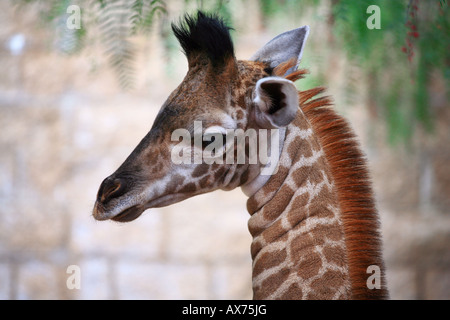 Un bébé girafe en captivité Los Angeles California Banque D'Images