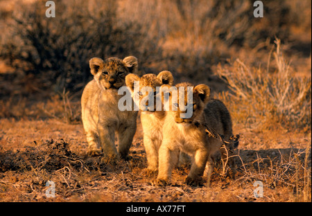 Trois oursons lion Panthera leo dans le parc transfrontalier de Kgalagadi en Afrique du Sud Banque D'Images