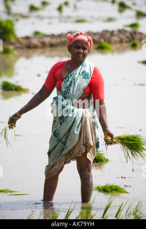 Woman planting plants de riz dans une rizière, Tamil Nadu, Inde Banque D'Images