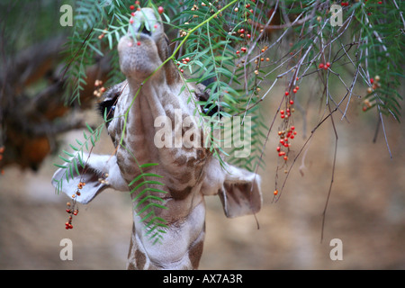 Un bébé girafe en captivité Los Angeles California Banque D'Images