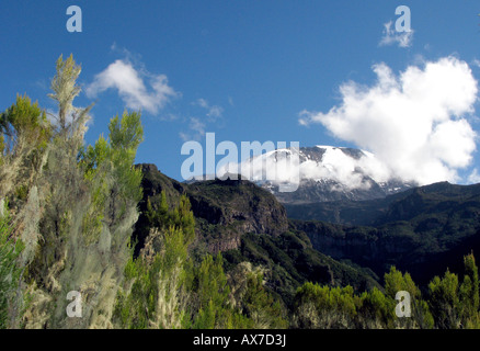 Vue du mont Kilimandjaro à partir de l'immense forêt de bruyère dans le Nord de la Tanzanie, la plus haute montagne en Afrique. Banque D'Images