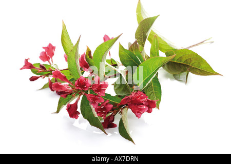 Weigela florida (Bristol Ruby) Banque D'Images