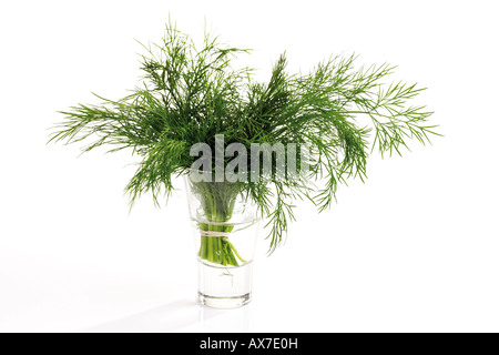 Verre de l'eau dans l'aneth Banque D'Images