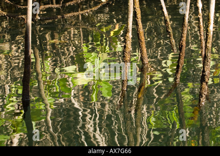 Mangrove rouge (Rhizophora mangle) reflets dans l'eau, l'île Isabela, Punta Moreno, Galapagos, Equateur Banque D'Images