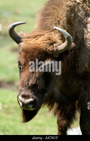 Bison d'Europe Highland Wildlife Park Kincraig Kingussie Ecosse Banque D'Images