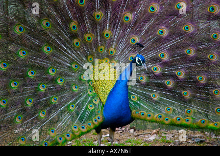 Belle fier peacock afficher Banque D'Images