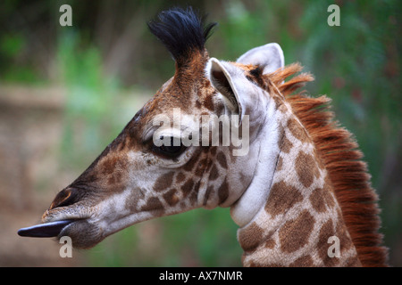 Un bébé girafe en captivité Los Angeles California Banque D'Images