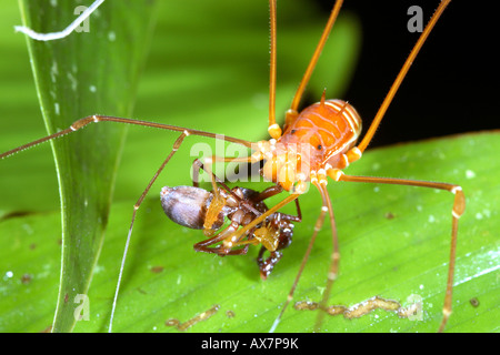 Harvestman (phalangid) se nourrissent d'une araignée dans le sous-étage de la forêt tropicale Banque D'Images