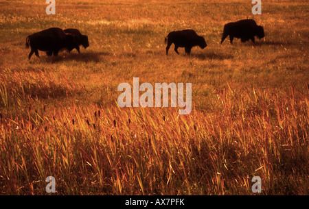 Bison d'Amérique à l'automne sur des prairies à herbes hautes dans le Parc National de Yellowstone Banque D'Images