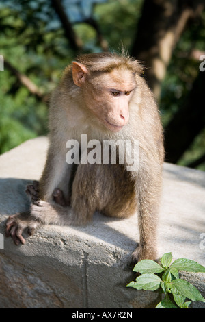 Singe sauvage assis sur un mur au bord de la route, Tamil Nadu, Inde Banque D'Images