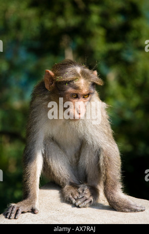 Singe sauvage assis sur un mur au bord de la route, Tamil Nadu, Inde Banque D'Images