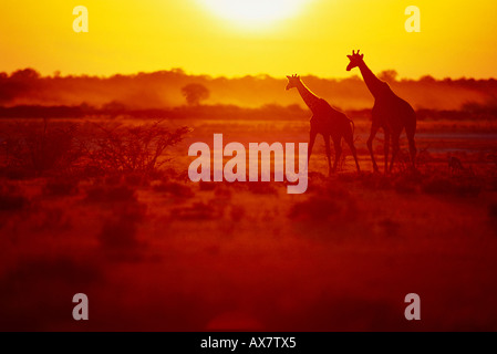 Deux girafes à Etosha National Park au coucher du soleil. La Namibie, l'Afrique Banque D'Images