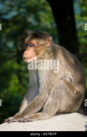 Singe sauvage assis sur un mur au bord de la route, Tamil Nadu, Inde Banque D'Images