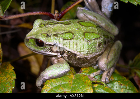 Gastrotheca riobambae (grenouille marsupiale) de l'Équateur. La liste de l'UICN comme en danger. Femme avec poche plein de têtards Banque D'Images