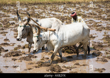 Deux boeufs et agriculteur laboure un champ de riz, Tamil Nadu, Inde Banque D'Images