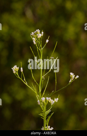 Couverture verticale gratteron Galium album trouvé sur sols riches en chaux Banque D'Images