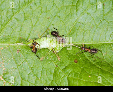 Les fourmis des bois Formica rufa déménagement cricket mort Banque D'Images