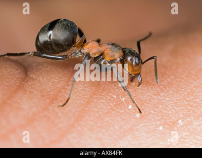 Fourmi Formica rufa les morsures Banque D'Images