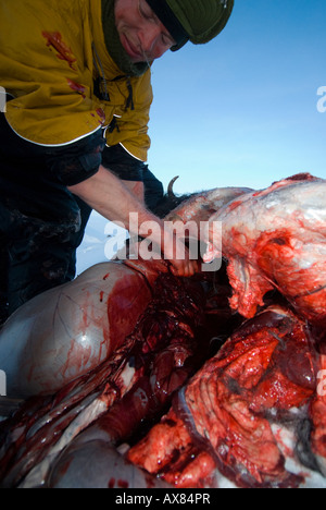 Sans nourriture pendant près de 2 jours, les recrues doivent tuer la peau et butcher un bœuf musqué de l'alimentation semaine de survie des Forces spéciales danois Banque D'Images