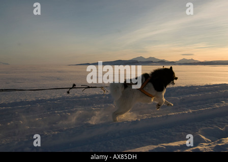 L'exécution de Husky dans la neige en hiver en faisceau Banque D'Images