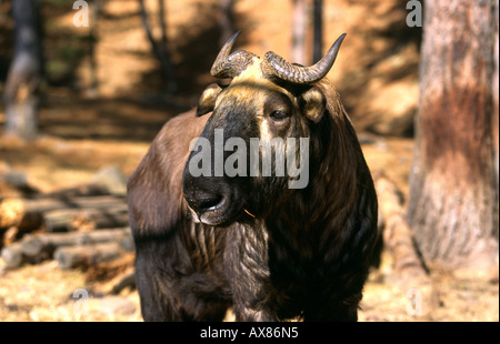 Bhoutan Thimphu Golden Takin Budorcas taxicolor Animal National Banque D'Images