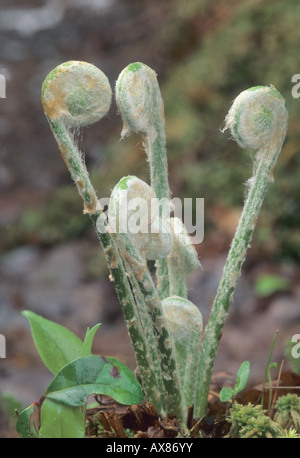 L'osmonde cannelle, Osmunda cinnamomea Banque D'Images