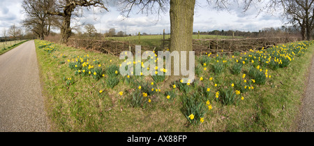 Jaune jonquille fleurs sauvages qui poussent à l'état sauvage dans la campagne Banque D'Images