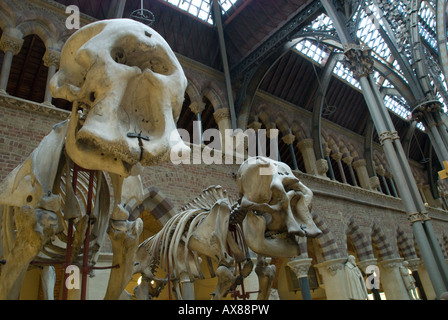 Deux squelettes de dinosaures - Oxford University Museum d'Histoire Naturelle avec la collection Pitt Rivers Banque D'Images