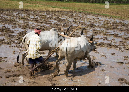 Deux boeufs et agriculteur laboure un champ de riz, Tamil Nadu, Inde Banque D'Images