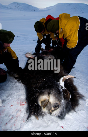 Sans nourriture pendant près de 2 jours, les recrues doivent tuer la peau et butcher un bœuf musqué de l'alimentation semaine de survie des Forces spéciales danois Banque D'Images