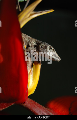 Geco geko Heliconia Costarica forêt tropicale pluviale foresta foresta tropicale montana rettili primo piano reptile sauri Banque D'Images