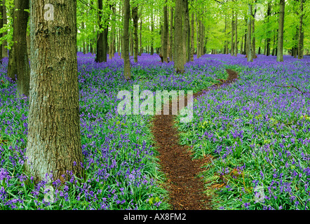 Chemin à travers bois Bluebell Bucks UK Avril Banque D'Images