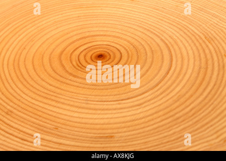 Close up of cut arbre montrant joints toriques Banque D'Images