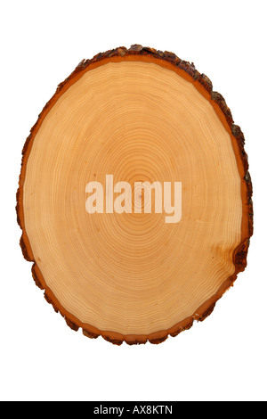 Tronc de l'arbre Coupe transversale montrant les anneaux de croissance découper sur fond blanc Banque D'Images