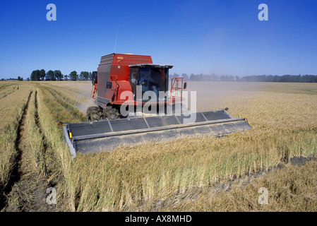 Domaine de la récolte de riz à rendement élevé en excellent état à l'aide d'XP 8780 MASSEY FERGUSON MOISSONNEUSE-BATTEUSE ROTATIVE ÉQUIPÉE DE NOUVEAUX STRIPP Banque D'Images
