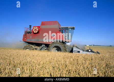 La récolte de riz à rendement élevé en excellent état à l'aide d'XP 8780 MASSEY FERGUSON MOISSONNEUSE-BATTEUSE ROTATIVE ÉQUIPÉE DE NOUVEAUX EN-TÊTE D'ARASEMENT Banque D'Images