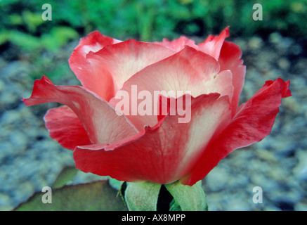 Le jardin floral rose rouge tee botanique flore fleurs pétales modèle magique horizontale coupe la couleur des pétales couleur coloré Banque D'Images