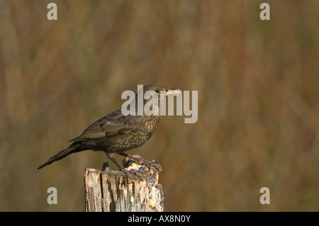 Blackbird (Turdus merula) Banque D'Images